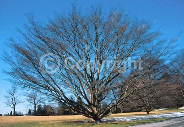 White blooms; Deciduous; Broadleaf