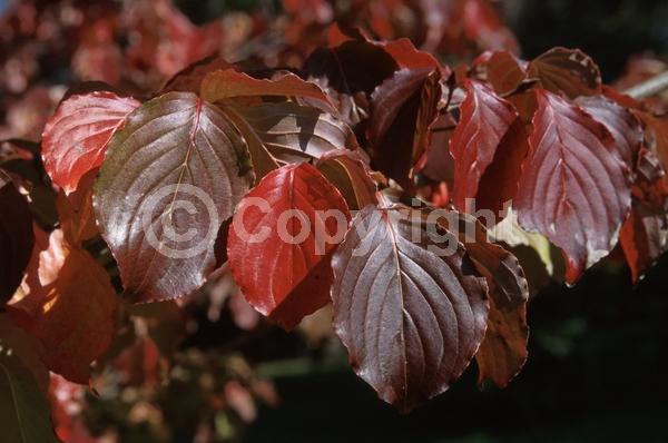 White blooms; Deciduous; Broadleaf