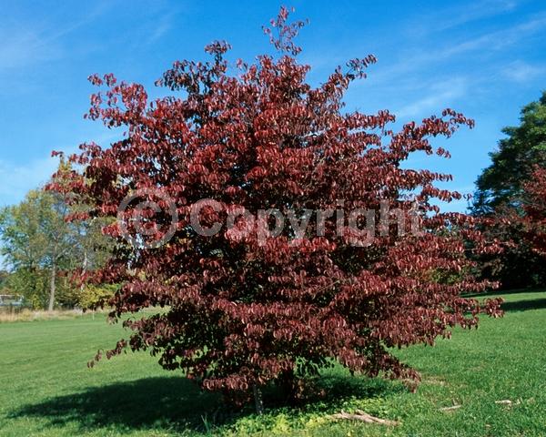 White blooms; Deciduous; Broadleaf