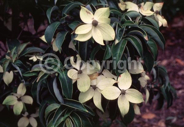 White blooms; Deciduous; Broadleaf