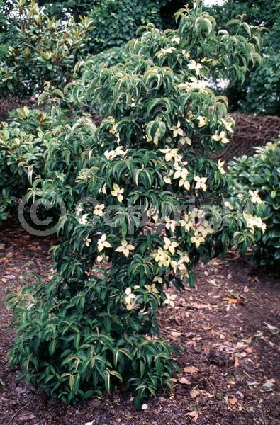 White blooms; Deciduous; Broadleaf