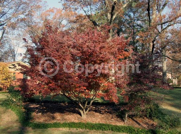 White blooms; Deciduous; Broadleaf