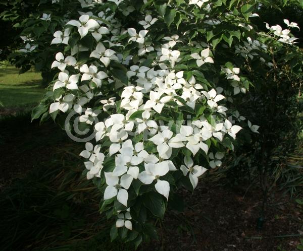 White blooms; Deciduous; Broadleaf
