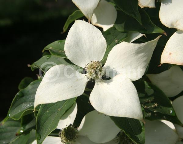 White blooms; Deciduous; Broadleaf