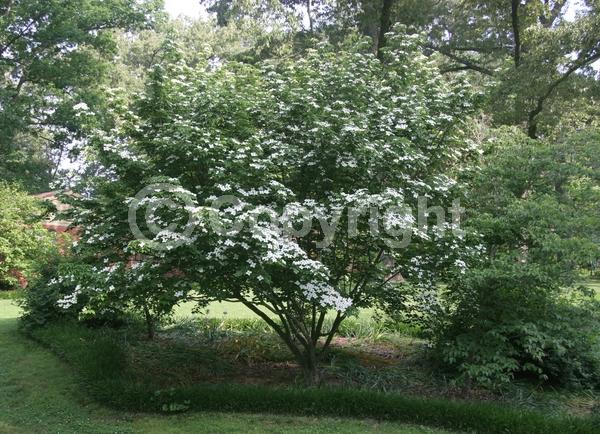 White blooms; Deciduous; Broadleaf