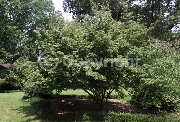 White blooms; Deciduous; Broadleaf