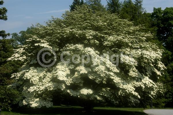 White blooms; Deciduous; Broadleaf
