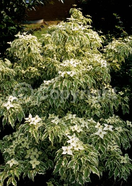 White blooms; Deciduous