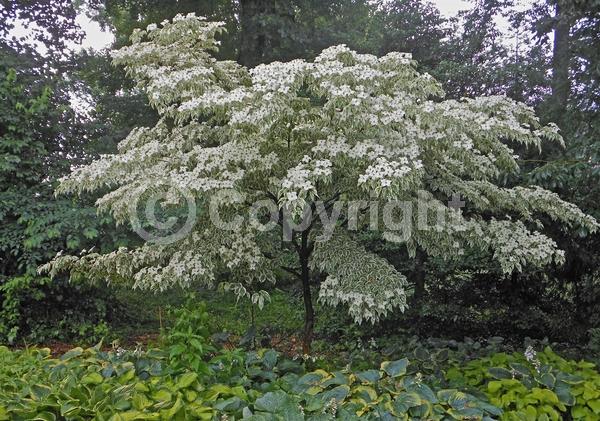 White blooms; Deciduous