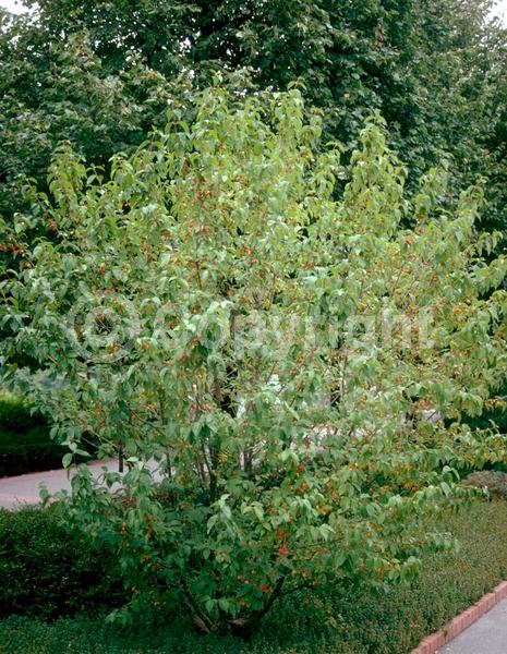 Yellow blooms; Deciduous; Broadleaf