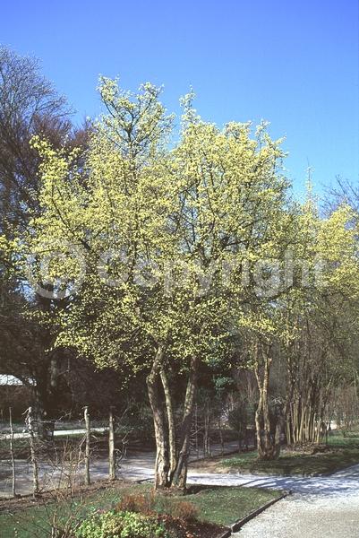 Yellow blooms; Deciduous; Broadleaf