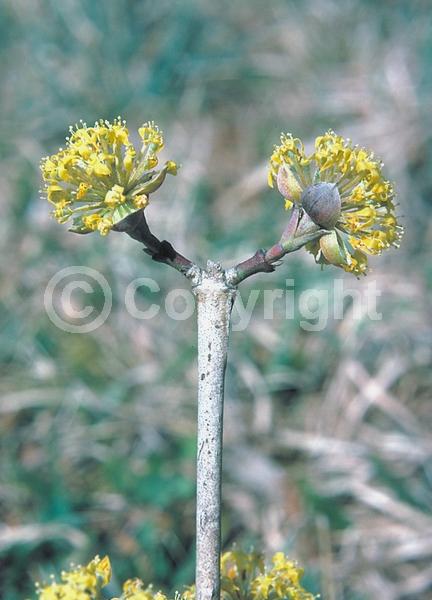 Yellow blooms; Deciduous; Broadleaf