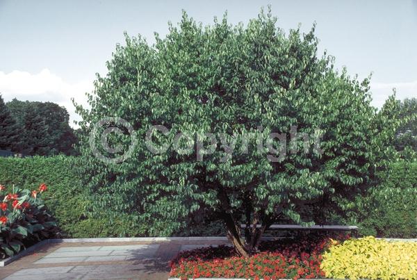Yellow blooms; Deciduous; Broadleaf