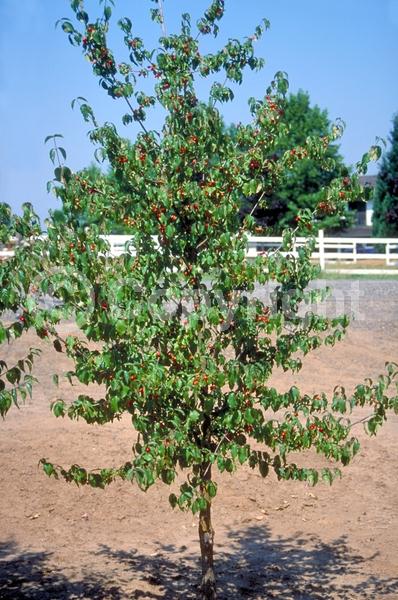 Yellow blooms; Deciduous; Broadleaf