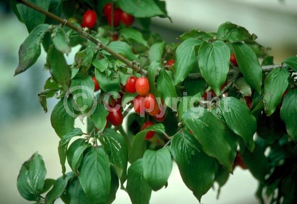 Yellow blooms; Deciduous; Broadleaf