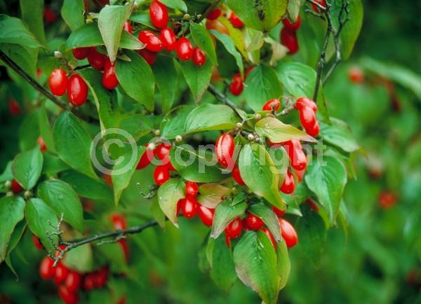 Yellow blooms; Deciduous; Broadleaf