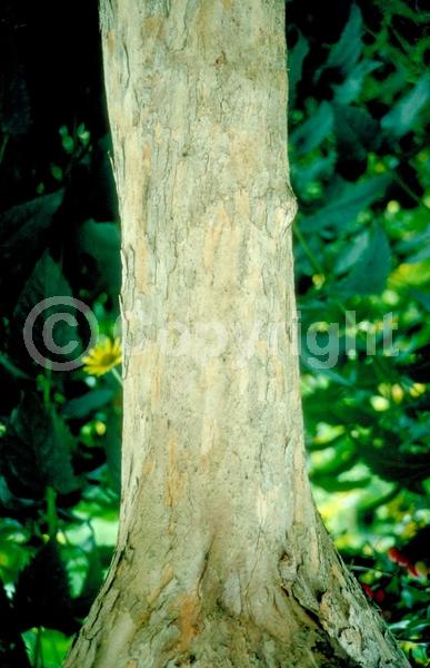 Yellow blooms; Deciduous; Broadleaf