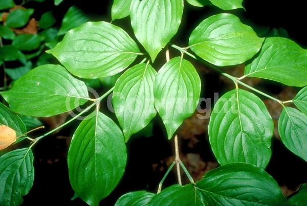 Yellow blooms; Deciduous; Broadleaf