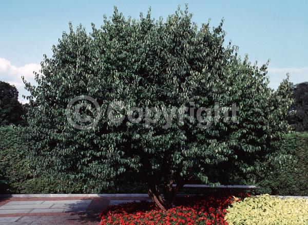 Yellow blooms; Deciduous; Broadleaf