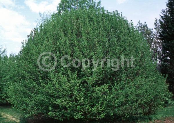 Yellow blooms; Deciduous; Broadleaf