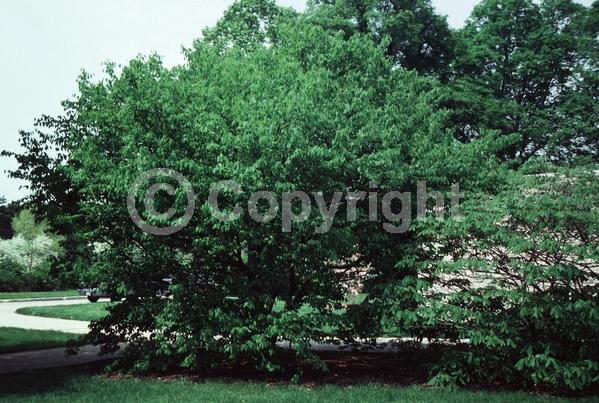 Yellow blooms; Deciduous; Broadleaf