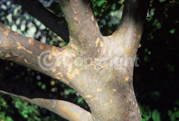 Yellow blooms; Deciduous; Broadleaf