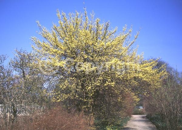 Yellow blooms; Deciduous; Broadleaf