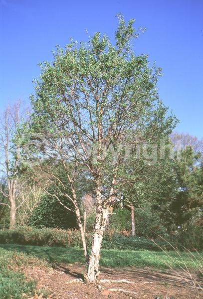 Yellow blooms; Deciduous; Broadleaf