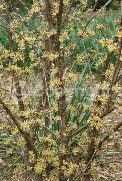 Yellow blooms; Deciduous; Broadleaf