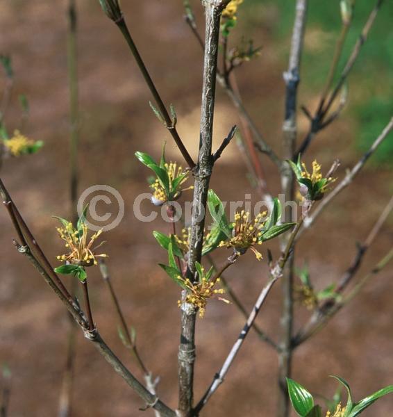 Yellow blooms; Deciduous; Broadleaf