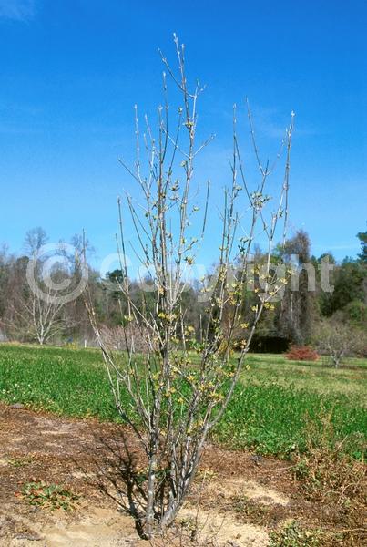 Yellow blooms; Deciduous; Broadleaf
