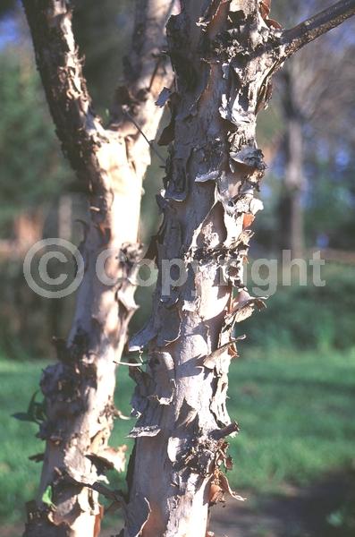 Yellow blooms; Deciduous; Broadleaf