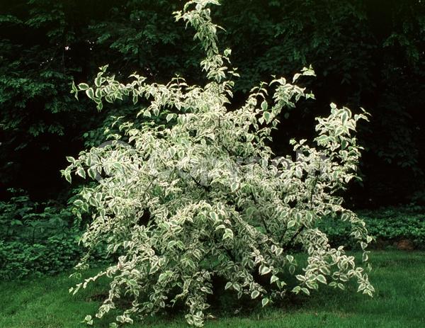 Yellow blooms; Deciduous; Broadleaf