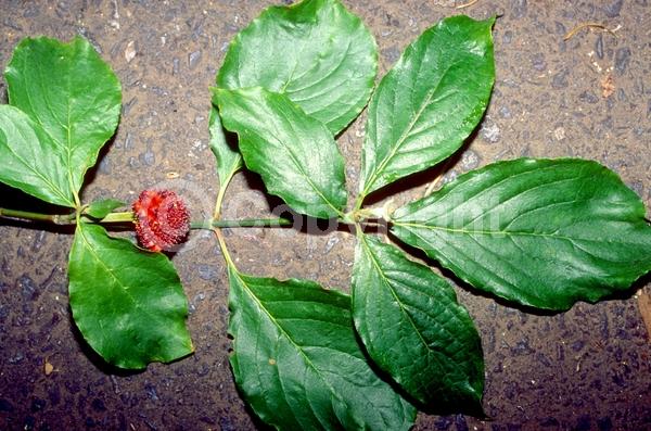 White blooms; Deciduous; Broadleaf; North American Native