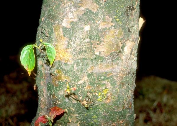 White blooms; Deciduous; Broadleaf; North American Native