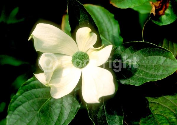 White blooms; Deciduous; Broadleaf; North American Native