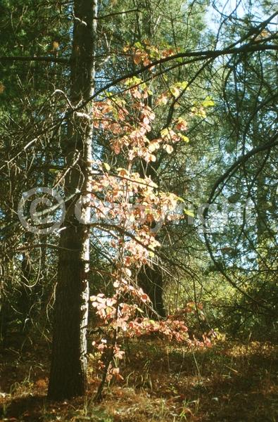 White blooms; Deciduous; Broadleaf; North American Native