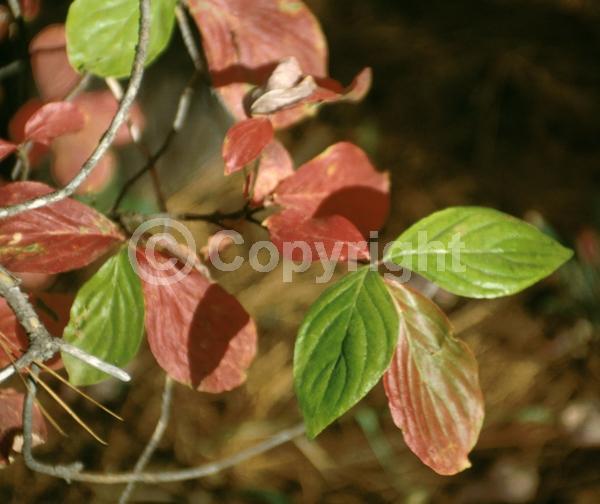 White blooms; Deciduous; Broadleaf; North American Native