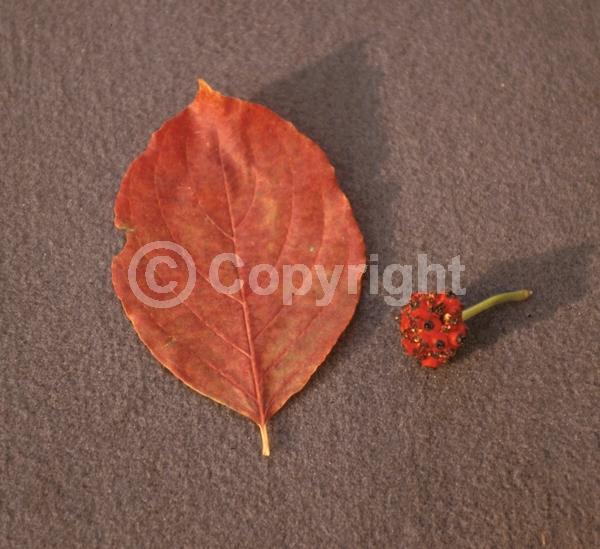 White blooms; Deciduous; Broadleaf; North American Native