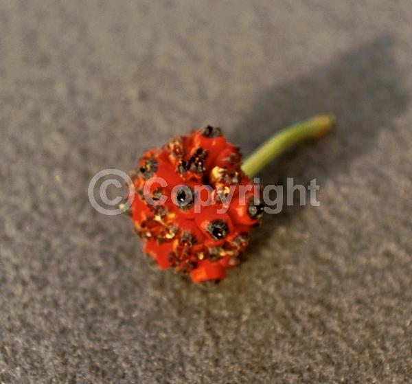 White blooms; Deciduous; Broadleaf; North American Native
