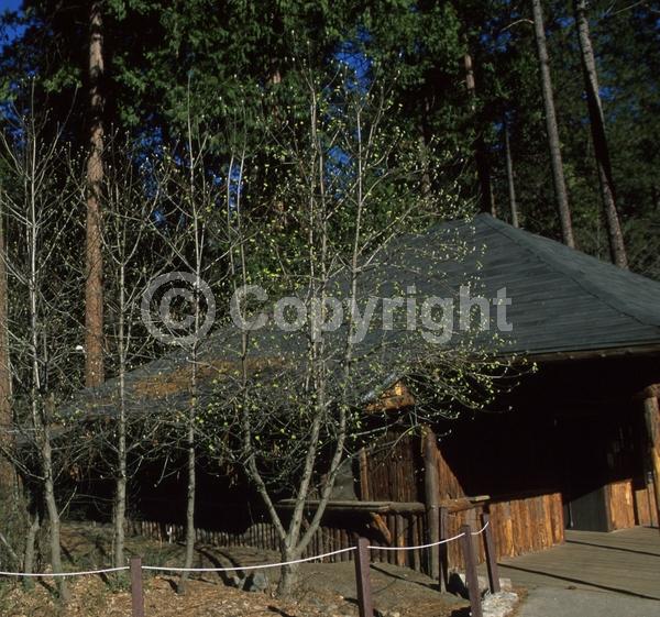White blooms; Deciduous; Broadleaf; North American Native
