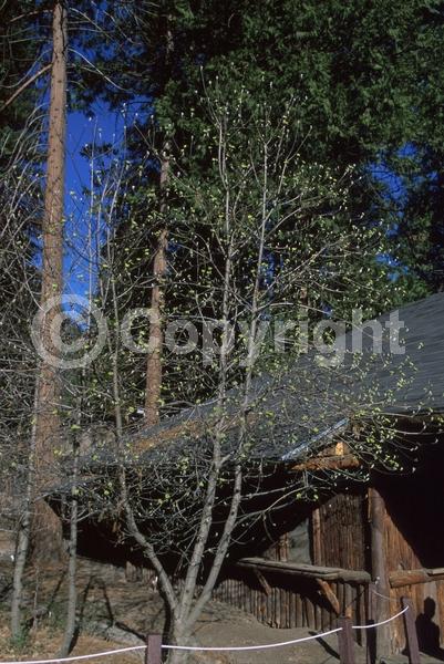 White blooms; Deciduous; Broadleaf; North American Native