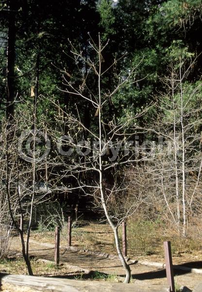 White blooms; Deciduous; Broadleaf; North American Native