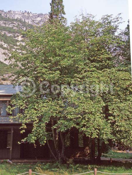 White blooms; Deciduous; Broadleaf; North American Native