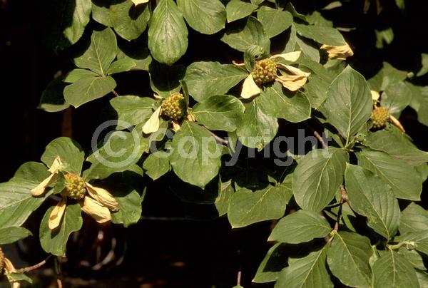 White blooms; Deciduous; Broadleaf; North American Native