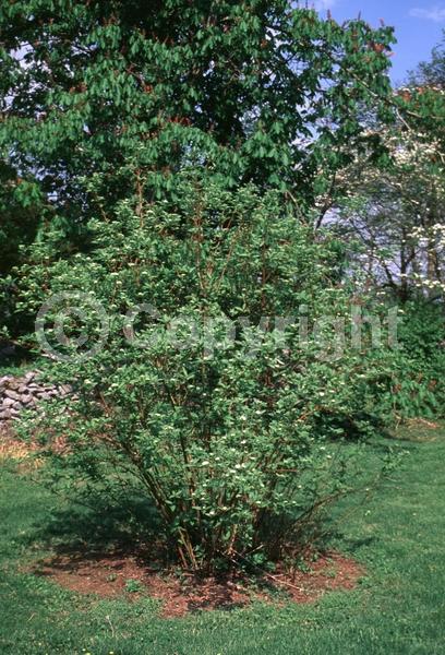White blooms; Deciduous; Broadleaf; North American Native