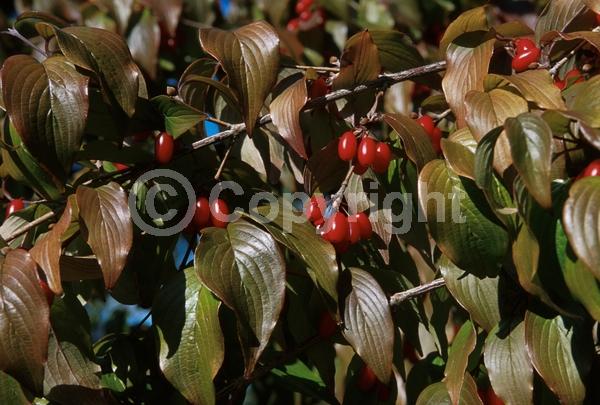 Yellow blooms; Deciduous; Broadleaf