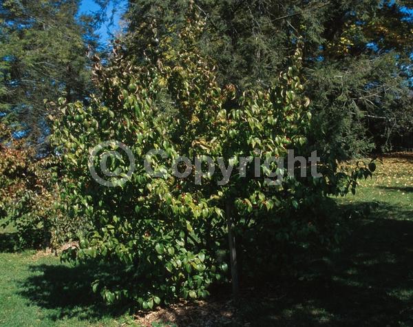 Yellow blooms; Deciduous; Broadleaf