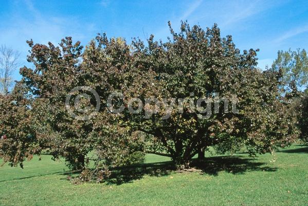 Yellow blooms; Deciduous; Broadleaf