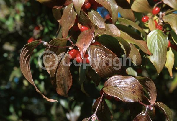 Yellow blooms; Deciduous; Broadleaf